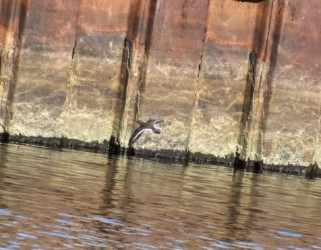 飛翔中のイソシギ