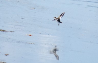 飛翔中のイソシギ