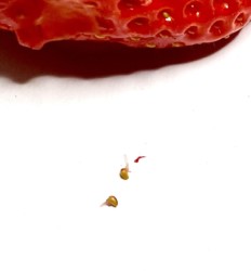 イチゴの種(実)