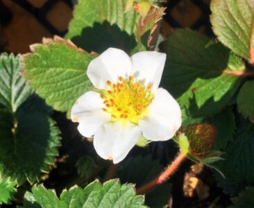 イチゴの花