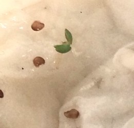 蒔いた種が発芽し出した