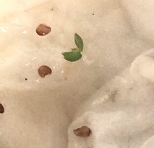 蒔いた種が発芽し出した