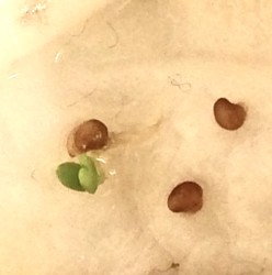 蒔いた種が発芽し出した