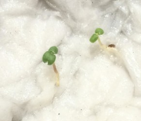 蒔いた種が発芽し出した