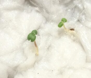 蒔いた種が発芽し出した