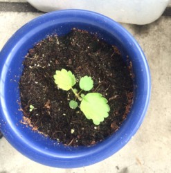 鉢に植え替える