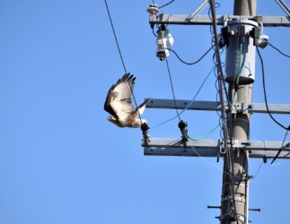 飛び立つノスリ