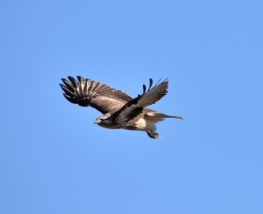 飛び立つノスリ