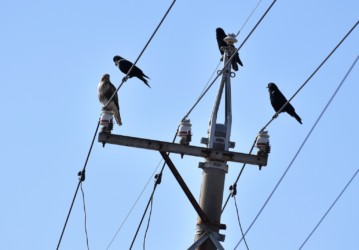 カラスに威嚇されるノスリ