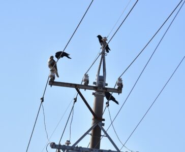 カラスに威嚇されるノスリ