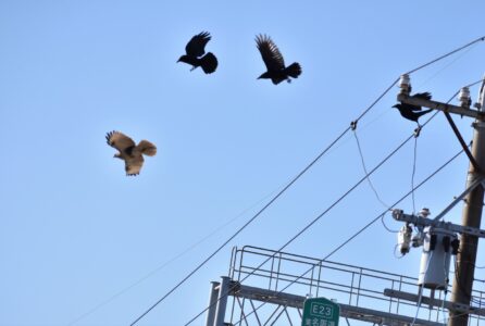 飛び立つノスリを追うカラス