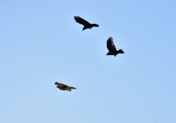 上空からノスリを執拗に攻撃するカラス