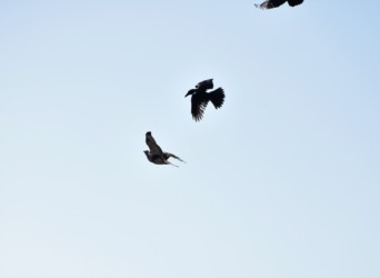 上空からノスリを執拗に攻撃するカラス