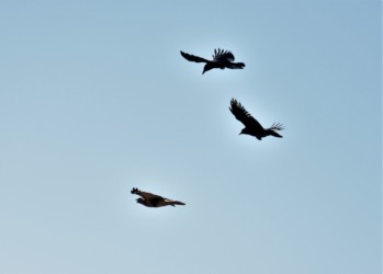 上空からノスリを執拗に攻撃するカラス
