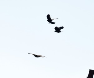 上空からノスリを執拗に攻撃するカラス