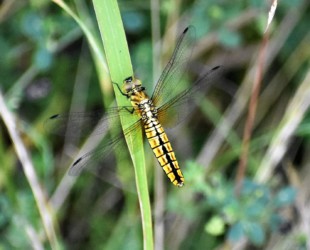メス オスとの違いがわかるかな?