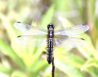 メス オスとの違いがわかるかな?