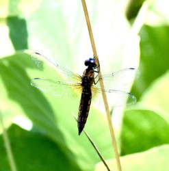 オスの時間経過による体色変化