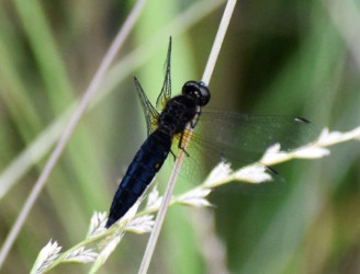 オスの時間経過による体色変化
