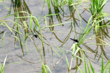 オスの縄張り争い