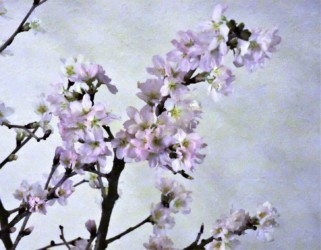 ケイオウザクラの花