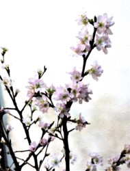 ケイオウザクラの花