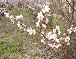 ケイオウザクラの花