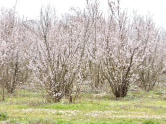 ケイオウザクラの生えている様子