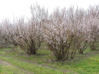 ケイオウザクラの生えている様子