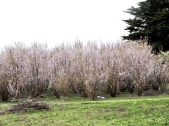 ケイオウザクラの生えている様子