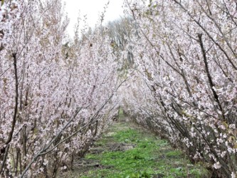 来年のために、多くの枝を選別する
