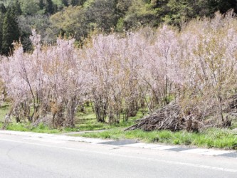 来年のために、多くの枝を選別する