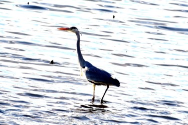 水辺で魚を狙う