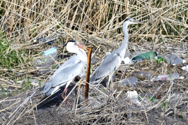 タウナギを咥えている