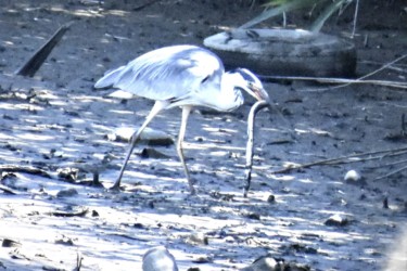 ウナギを捕り飲み込む