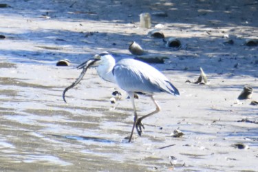 ウナギを捕り飲み込む