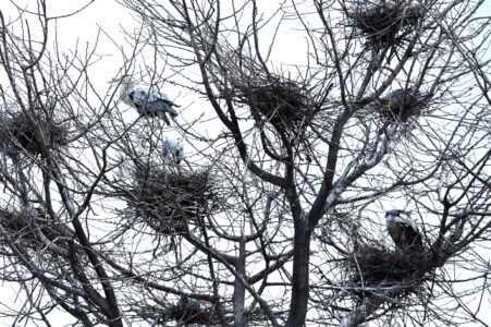 2月末~3月に営巣