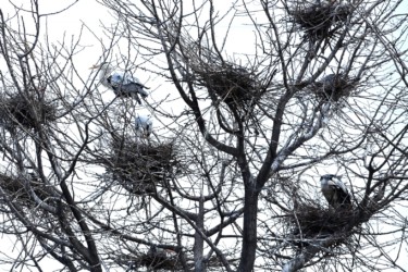 2月末~3月に営巣