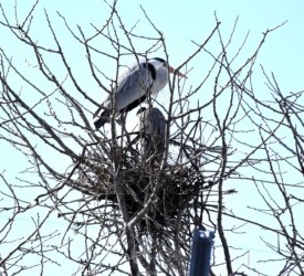 2月末~3月に営巣