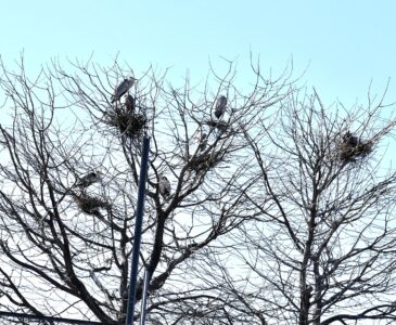 2月末~3月に営巣