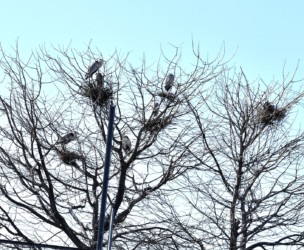 2月末~3月に営巣