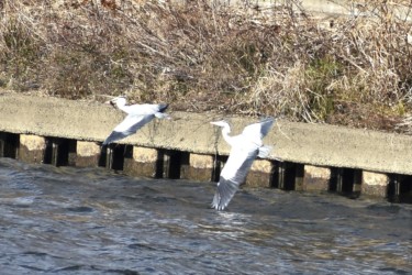 捕った魚を奪おうとするアオサギ
