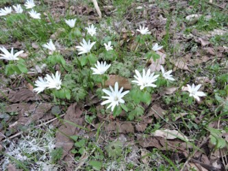 群生して咲くアズマイチゲ