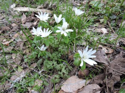 群生して咲くアズマイチゲ