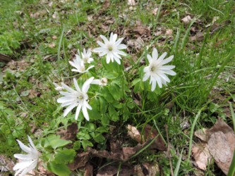 群生して咲くアズマイチゲ