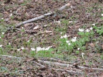 群生して咲くアズマイチゲ