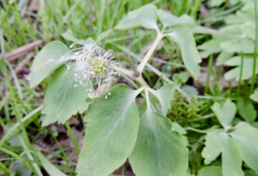 花が終わったところ