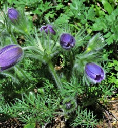 オキナグサのツボミ