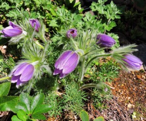 オキナグサのツボミ