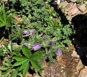 オキナグサのツボミ